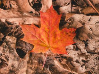 What's remote work like in... Canada