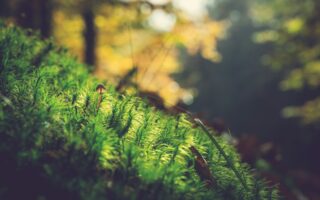 Sustainability News Roundup - Featured Image 2