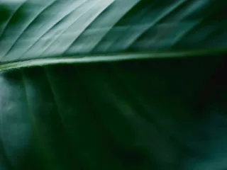 The History of Greenwashing