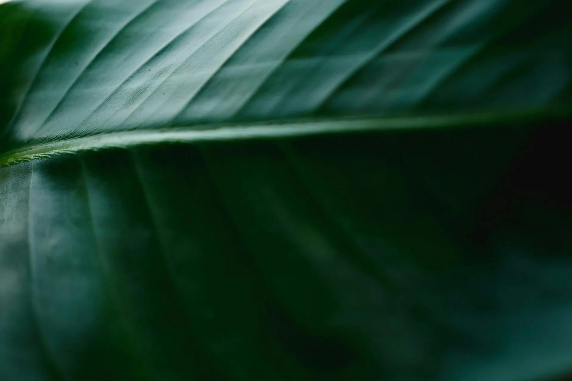 History of greenwashing - featured image 1
