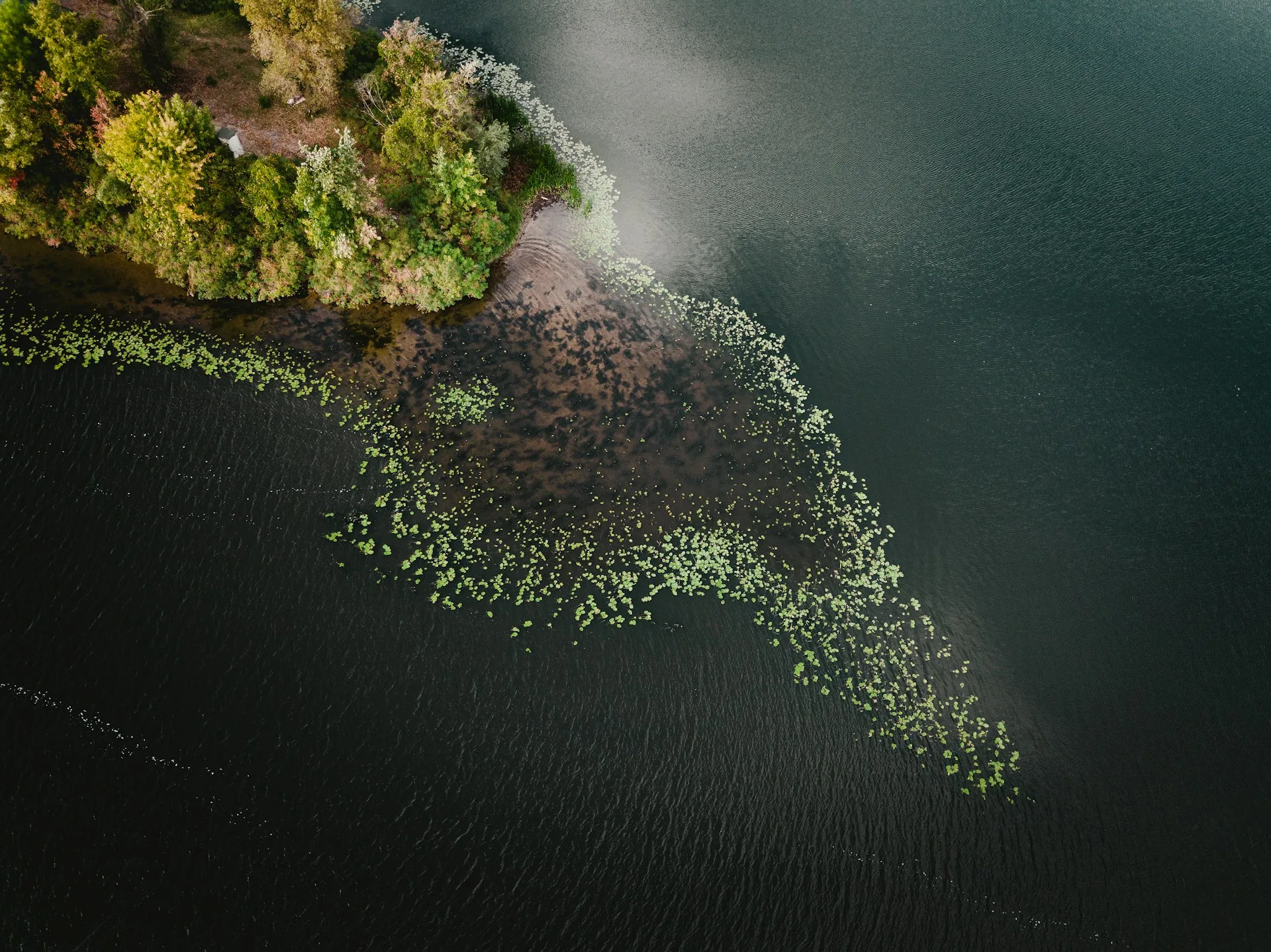 rewilding vs reforestation - featured image