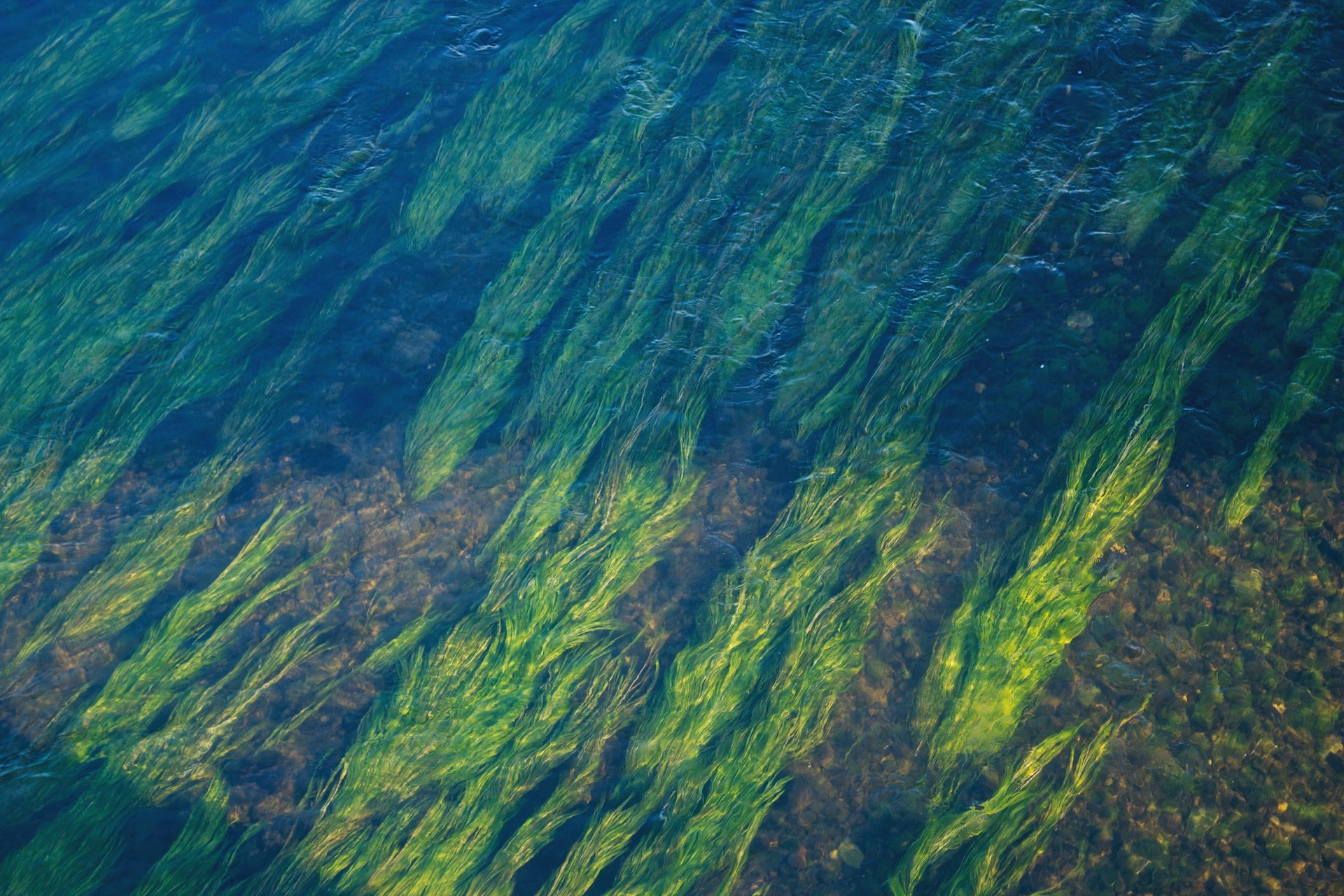 what are carbon sinks - featured image